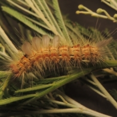 Orgyia anartoides (Painted Apple Moth) at Point Hut to Tharwa - 2 Feb 2021 by michaelb