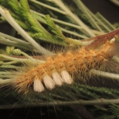 Orgyia anartoides at Paddys River, ACT - 2 Feb 2021 10:55 PM