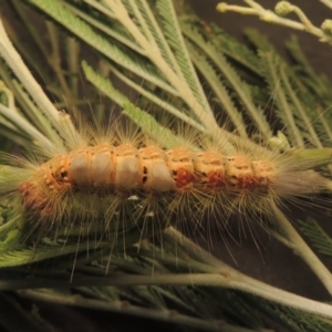 Orgyia anartoides at Paddys River, ACT - 2 Feb 2021