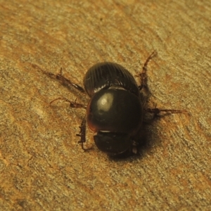 Acrossidius tasmaniae at Conder, ACT - 6 Feb 2021 01:47 AM