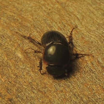 Acrossidius tasmaniae (Black-headed pasture cockchafer) at Conder, ACT - 6 Feb 2021 by MichaelBedingfield