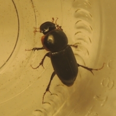 Acrossidius tasmaniae at Conder, ACT - 6 Feb 2021