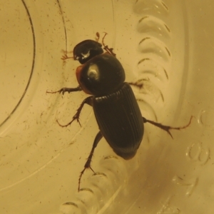 Acrossidius tasmaniae at Conder, ACT - 6 Feb 2021 01:47 AM