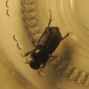 Acrossidius tasmaniae at Conder, ACT - 6 Feb 2021 01:47 AM