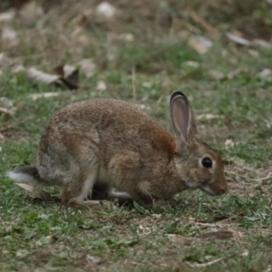 Oryctolagus cuniculus at Ainslie, ACT - 4 Feb 2021