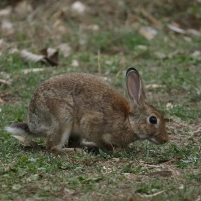 Oryctolagus cuniculus (European Rabbit) at Ainslie, ACT - 4 Feb 2021 by jbromilow50