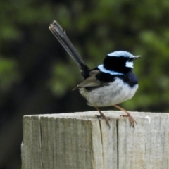 Malurus cyaneus (Superb Fairywren) at Aranda, ACT - 9 Feb 2021 by KMcCue