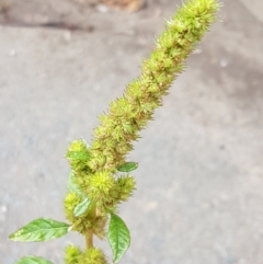 Amaranthus retroflexus (Redroot Amaranth) at Lyneham, ACT - 9 Feb 2021 by trevorpreston