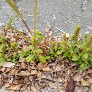 Amaranthus retroflexus at Lyneham, ACT - 9 Feb 2021 11:59 AM