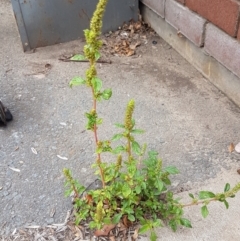 Amaranthus retroflexus at Lyneham, ACT - 9 Feb 2021 11:59 AM