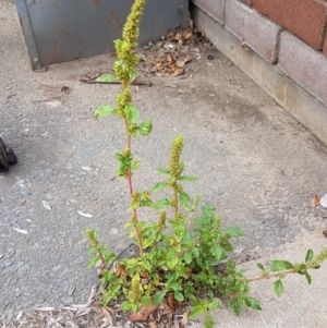 Amaranthus retroflexus at Lyneham, ACT - 9 Feb 2021