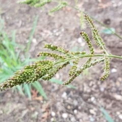 Echinochloa crus-galli (Barnyard Grass) at Lyneham, ACT - 9 Feb 2021 by tpreston