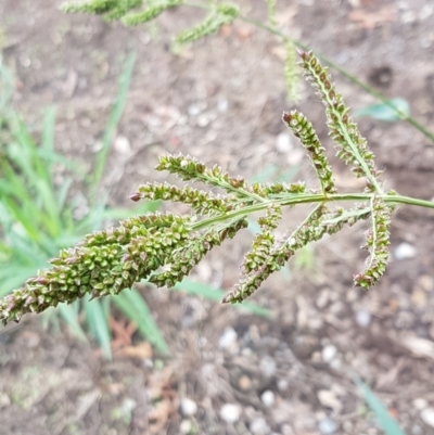 Echinochloa crus-galli (Barnyard Grass) at Lyneham, ACT - 9 Feb 2021 by trevorpreston