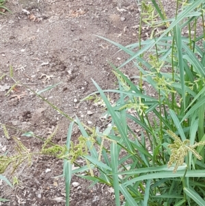 Echinochloa crus-galli at Lyneham, ACT - 9 Feb 2021