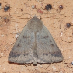 Pantydia sparsa (Noctuid Moth) at Conder, ACT - 26 Dec 2020 by MichaelBedingfield