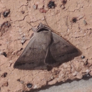 Pantydia sparsa at Conder, ACT - 26 Dec 2020 11:12 PM