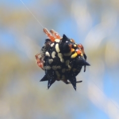 Austracantha minax (Christmas Spider, Jewel Spider) at Bungendore, NSW - 5 Jan 2021 by MichaelBedingfield