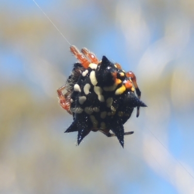 Austracantha minax (Christmas Spider, Jewel Spider) at Bungendore, NSW - 5 Jan 2021 by michaelb