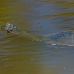 Chelodina longicollis at Majura, ACT - 8 Feb 2021