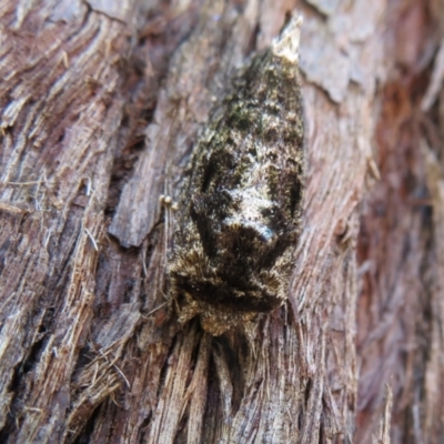 Neola semiaurata (Wattle Notodontid Moth) at Acton, ACT - 7 Feb 2021 by Christine