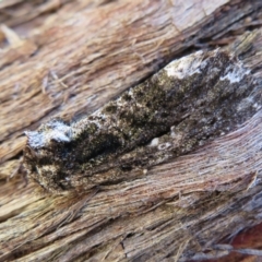 Neola semiaurata at Acton, ACT - 7 Feb 2021