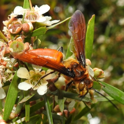 Guerinius shuckardi (Smooth flower wasp) at Acton, ACT - 9 Feb 2021 by HelenCross