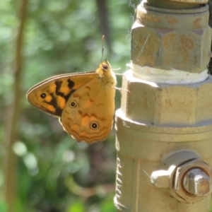 Heteronympha paradelpha at Acton, ACT - 7 Feb 2021