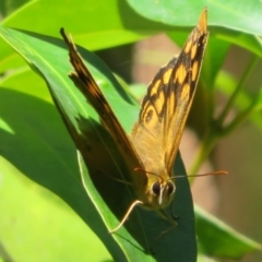 Heteronympha paradelpha at Acton, ACT - 7 Feb 2021 12:47 PM