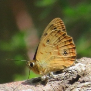 Heteronympha paradelpha at Acton, ACT - 7 Feb 2021 12:47 PM