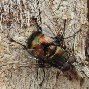 Rutilia (Donovanius) sp. (genus & subgenus) at Acton, ACT - 9 Feb 2021 12:30 PM