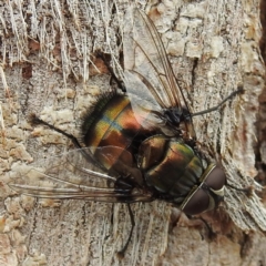 Rutilia (Donovanius) sp. (genus & subgenus) (A Bristle Fly) at Acton, ACT - 9 Feb 2021 by HelenCross