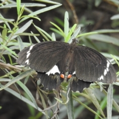 Papilio aegeus (Orchard Swallowtail, Large Citrus Butterfly) at Acton, ACT - 9 Feb 2021 by HelenCross