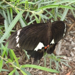 Papilio aegeus at Acton, ACT - 9 Feb 2021 12:41 PM