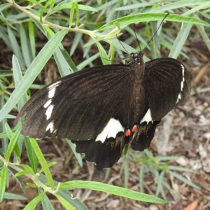 Papilio aegeus at Acton, ACT - 9 Feb 2021