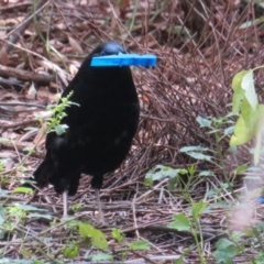 Ptilonorhynchus violaceus (Satin Bowerbird) at Watson, ACT - 7 Feb 2021 by Christine