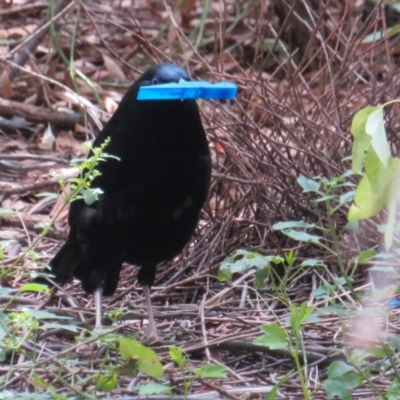 Ptilonorhynchus violaceus (Satin Bowerbird) at ANBG - 7 Feb 2021 by Christine