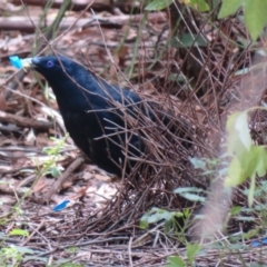 Ptilonorhynchus violaceus at Watson, ACT - 7 Feb 2021