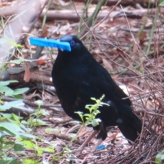 Ptilonorhynchus violaceus at Watson, ACT - 7 Feb 2021