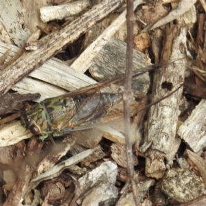 Galanga labeculata at Acton, ACT - 9 Feb 2021 12:43 PM