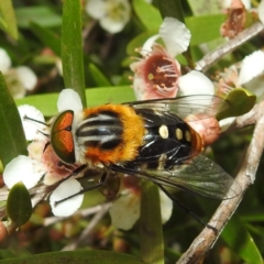 Scaptia (Scaptia) auriflua (A flower-feeding march fly) at Acton, ACT - 9 Feb 2021 by HelenCross