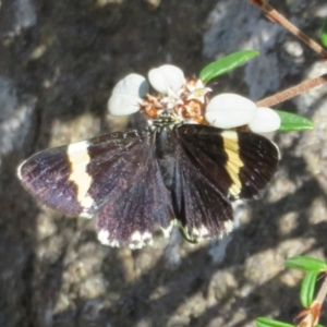 Eutrichopidia latinus at Acton, ACT - 7 Feb 2021 03:18 PM