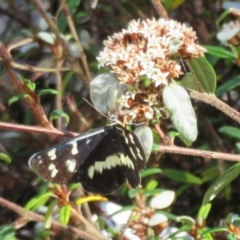 Cruria donowani (Crow or Donovan's Day Moth) at ANBG - 7 Feb 2021 by Christine