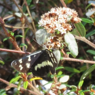 Cruria donowani (Crow or Donovan's Day Moth) at Acton, ACT - 7 Feb 2021 by Christine