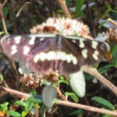 Cruria donowani at Acton, ACT - 7 Feb 2021 03:07 PM