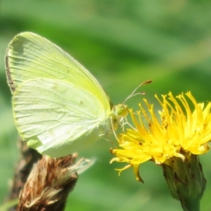 Eurema smilax at Holt, ACT - 7 Feb 2021 10:44 AM