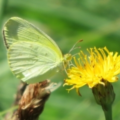 Eurema smilax at Holt, ACT - 7 Feb 2021 10:44 AM