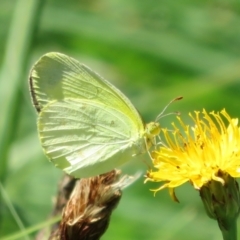 Eurema smilax at Holt, ACT - 7 Feb 2021 10:44 AM