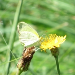 Eurema smilax at Holt, ACT - 7 Feb 2021 10:44 AM