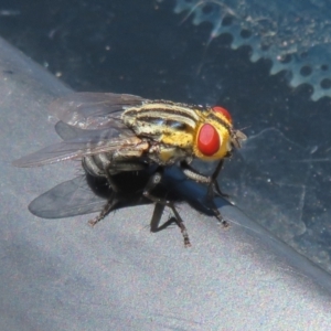 Oxysarcodexia varia at Macnamara, ACT - 7 Feb 2021 11:15 AM