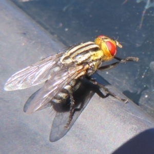 Oxysarcodexia varia at Macnamara, ACT - 7 Feb 2021 11:15 AM